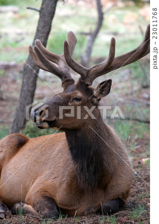 Mule deers at Grand Canyon National Park, US.. 23011768