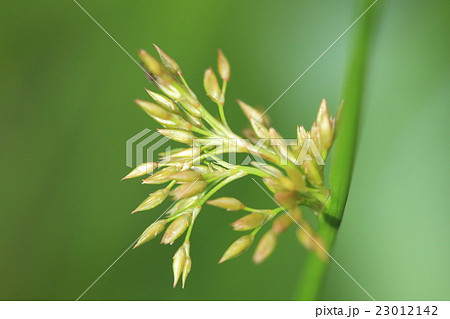 自然　植物　イ、蕾です。茎（花茎）の途中から側生しているように見えますが蕾の上は苞だそうです 23012142