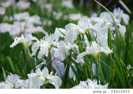 白いあやめの花の写真素材
