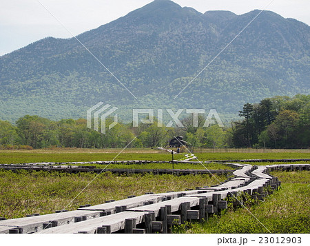 初夏の尾瀬ヶ原 23012903