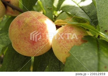 毛桃 毛桃 23012959