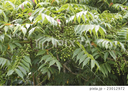 リュウキュウハゼ 23012972