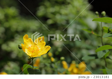 キンシバイの花 23013181