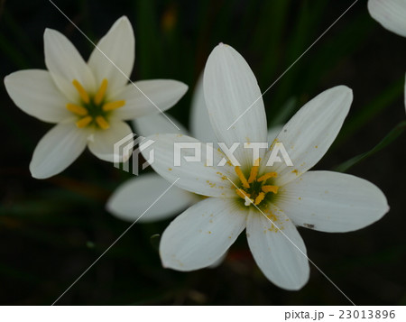 オオアマナ 23013896