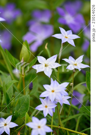 ハナニラ ハナニラ 23014026