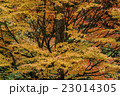 紅葉 23014305