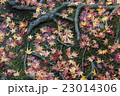 落ちもみじ 23014306