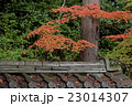 晩秋の紅葉 23014307