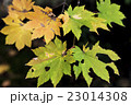 晩秋のもみじ 23014308