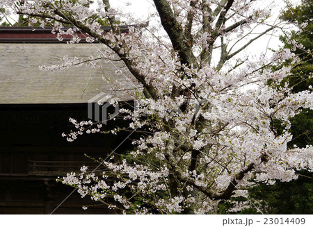 桜 桜 23014409