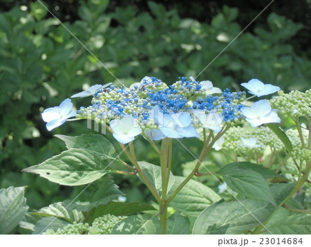 初夏を彩るガクアジサイの花 23014684