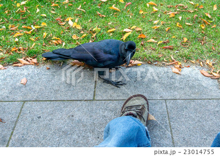 ハシブトガラス 23014755