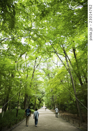 緑の遊歩道 23014762