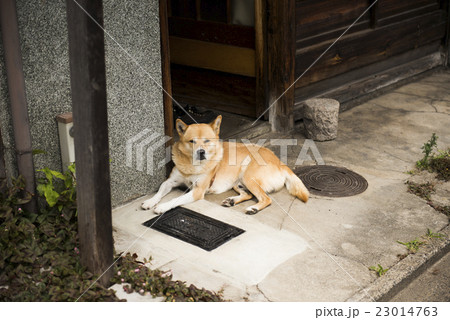 玄関先の番犬 23014763