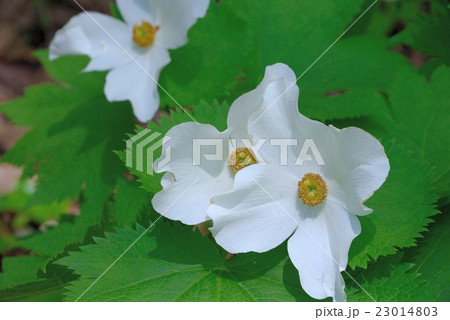 シラネアオイ 23014803