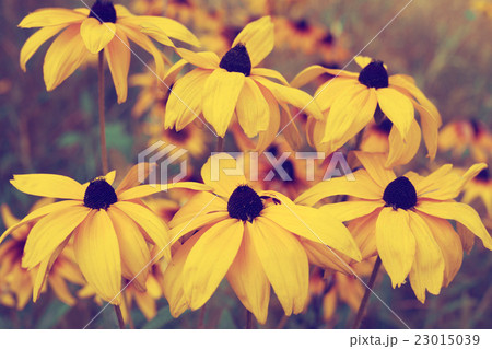 Vintage yellow flowers in the garden Vintage yellow flowers in the garden 23015039