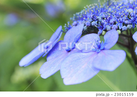 紫陽花 アジサイ 紫陽花 アジサイ 23015159