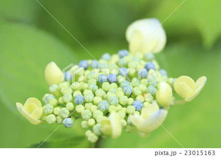 紫陽花 アジサイ 紫陽花 アジサイ 23015163