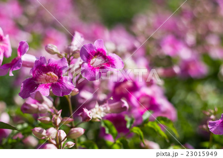 Pink Trumpet Vine or Pododranea Ricasoliana Pink Trumpet Vine or Pododranea Ricasoliana 23015949