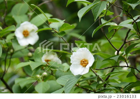 沙羅双樹の花 東林院 沙羅双樹の花 東林院 23016133