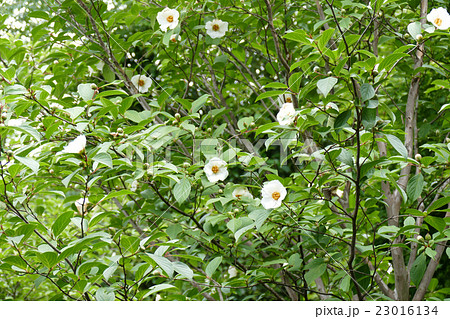 沙羅双樹の花　東林院 23016134