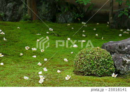 沙羅双樹の庭園　東林院 23016141