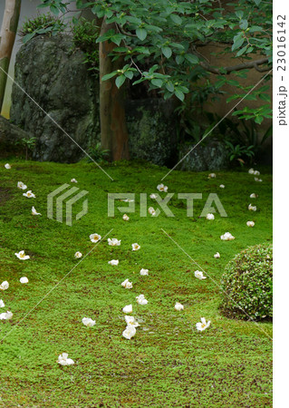 沙羅双樹の庭園　東林院 23016142