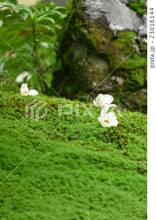 沙羅双樹の庭園　東林院 23016144