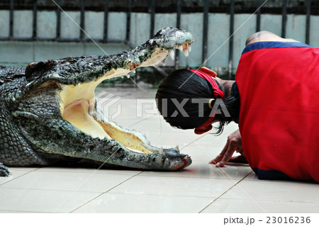 Crocodile show 23016236