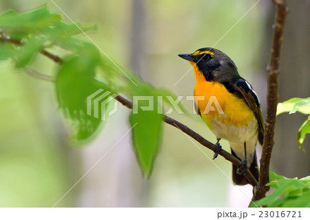 キビタキ キビタキ 23016721