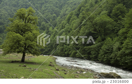 Landscape with mountain river Georgia, Caucasus 23016800