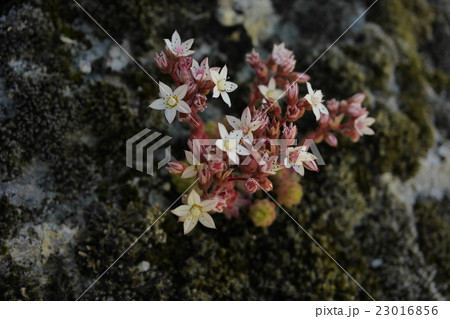 Monsanto Portugal モンサント 村 Monsanto Portugal モンサント 村 23016856