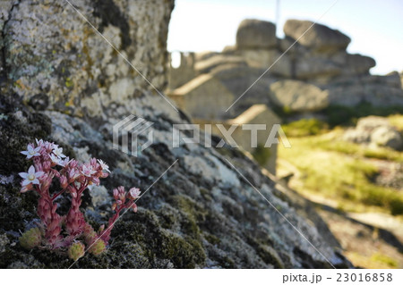 Monsanto Portugal モンサント 村 Monsanto Portugal モンサント 村 23016858