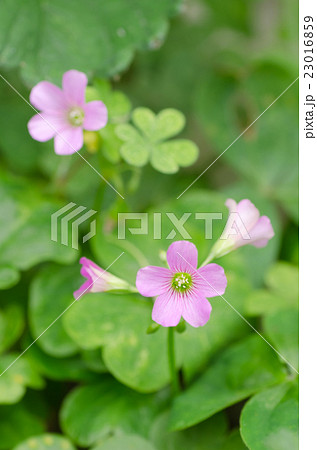 ムラサキカタバミ 23016859