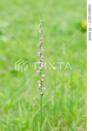 ネジバナ 23016860