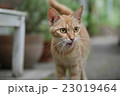 ねこ 23019464
