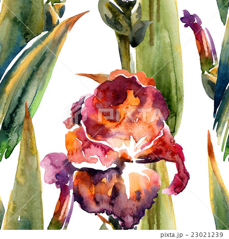 Watercolor painted iris flower Watercolor painted iris flower 23021239