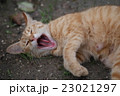 あくび猫 23021297