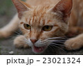 獲物を狙うネコ 23021324
