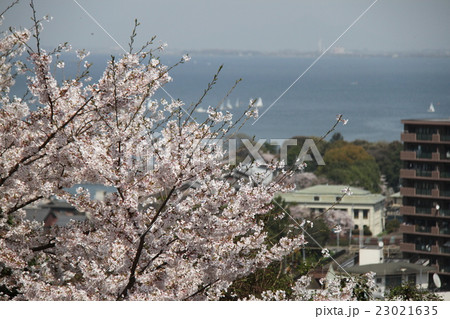 三井寺 23021635