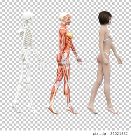 肌肉標本骨骼女性perming3DCG例證材料 23021882