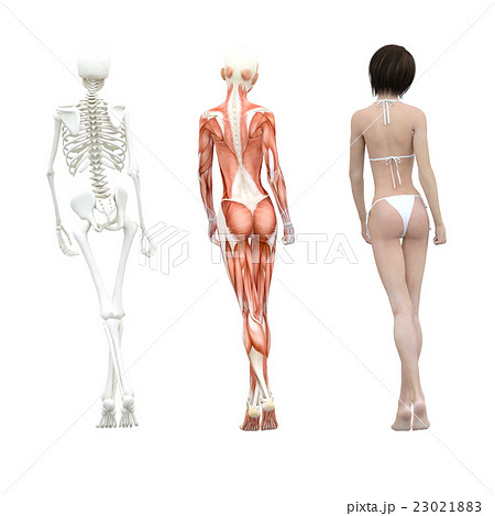 筋肉標本 骨格 女性 Perming3dcgイラスト素材のイラスト素材