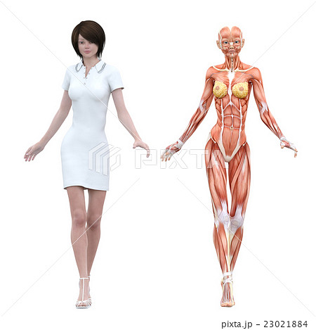筋肉標本 骨格 女性 Perming3dcgイラスト素材のイラスト素材
