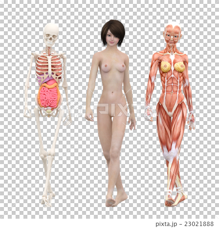 筋肉標本　骨格　女性　perming3DCGイラスト素材 23021888
