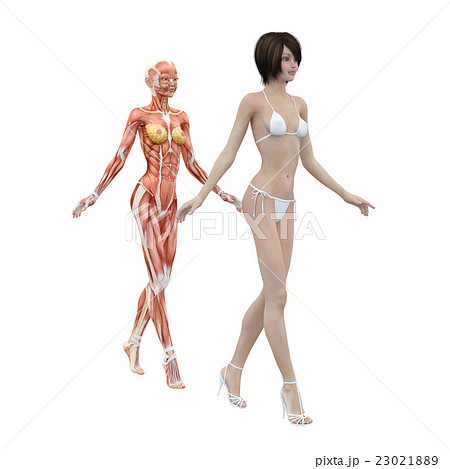 筋肉標本 骨格 女性 Perming3dcgイラスト素材のイラスト素材
