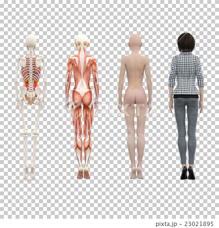 筋肉標本 骨格 女性 perming3DCGイラスト素材 筋肉標本 骨格 女性 perming3DCGイラスト素材 23021895