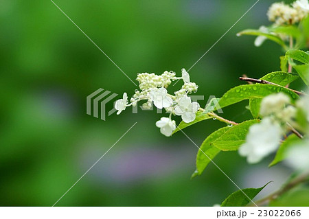 紫陽花の花 23022066