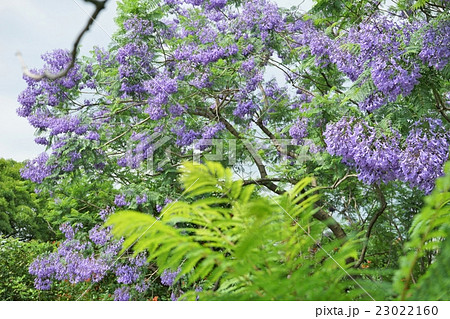 世界三大花木のジャカランダの写真素材