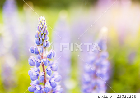 Blooming lupins flowers with copy space 23022259