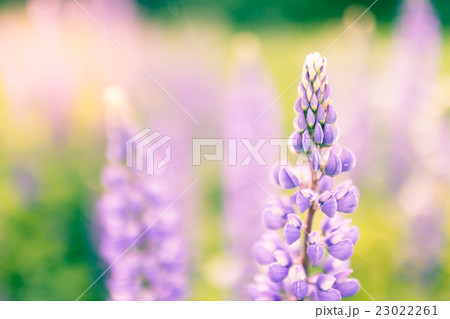Blooming lupins flowers with copy space 23022261